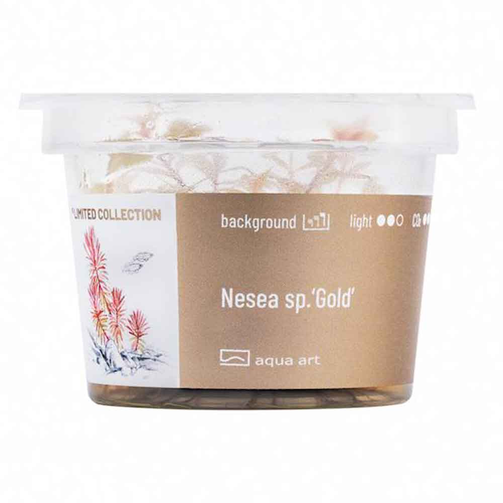 Aqua Art Nesea sp. "Gold" in Vitro Cup