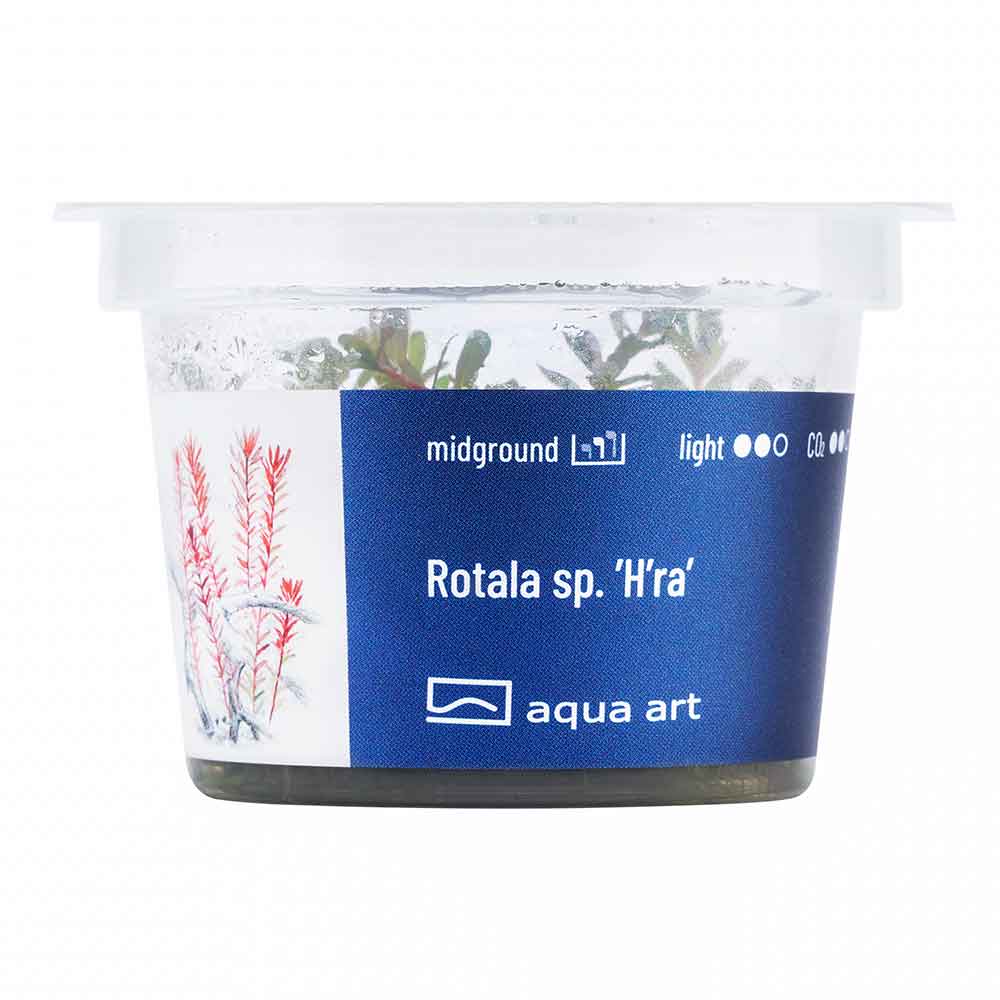 Aqua Art Rotala sp. "H'ra"