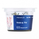 Aqua Art Rotala sp. "H'ra"