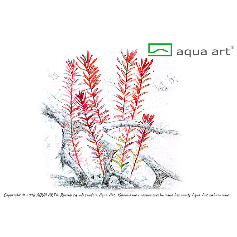 Aqua Art Rotala sp. "H'ra"
