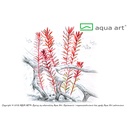 Aqua Art Rotala sp. "H'ra"