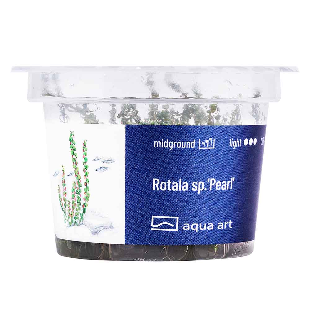 Aqua Art Rotala sp. "Pearl"