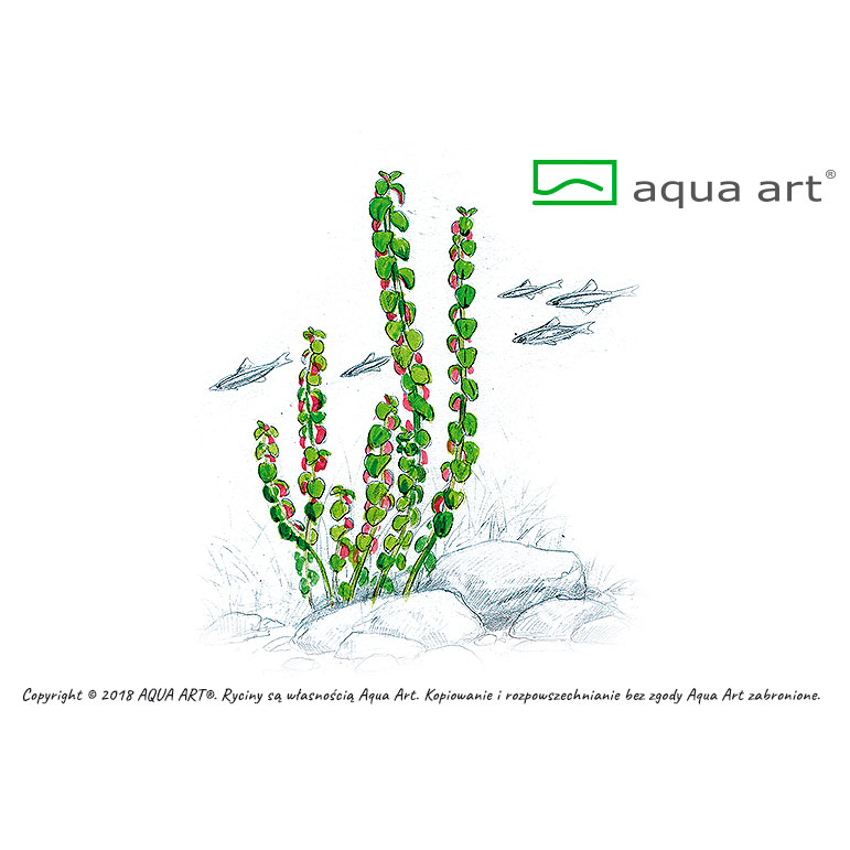 Aqua Art Rotala sp. &quot;Pearl&quot;