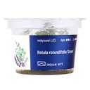 Aqua Art Rotala rotundifolia in Vitro Cup