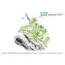 Aqua Art Rotala rotundifolia in Vitro Cup