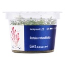 Aqua Art Rotala rotundifolia