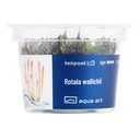 Aqua Art Rotala wallichii in Vitro Cup