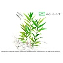 Aqua Art Hygrophila corymbosa 'Thailand' in Vitro Cup