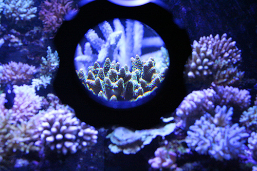 Coral Box Magnet Cleaner Explorer per vasche con vetri fino a 5-10mm