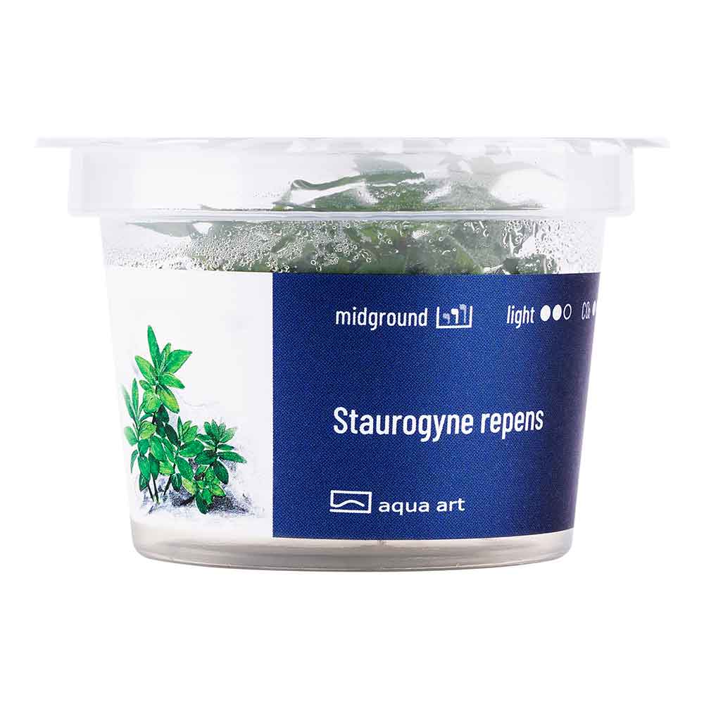 Aqua Art Staurogyne repens in Vitro Cup
