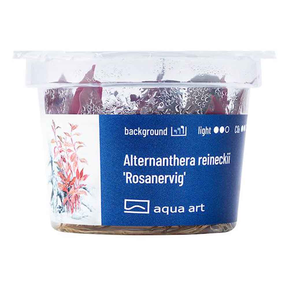 Aqua Art Alternanthera reineckii 'Rosanervig' in Vitro Cup