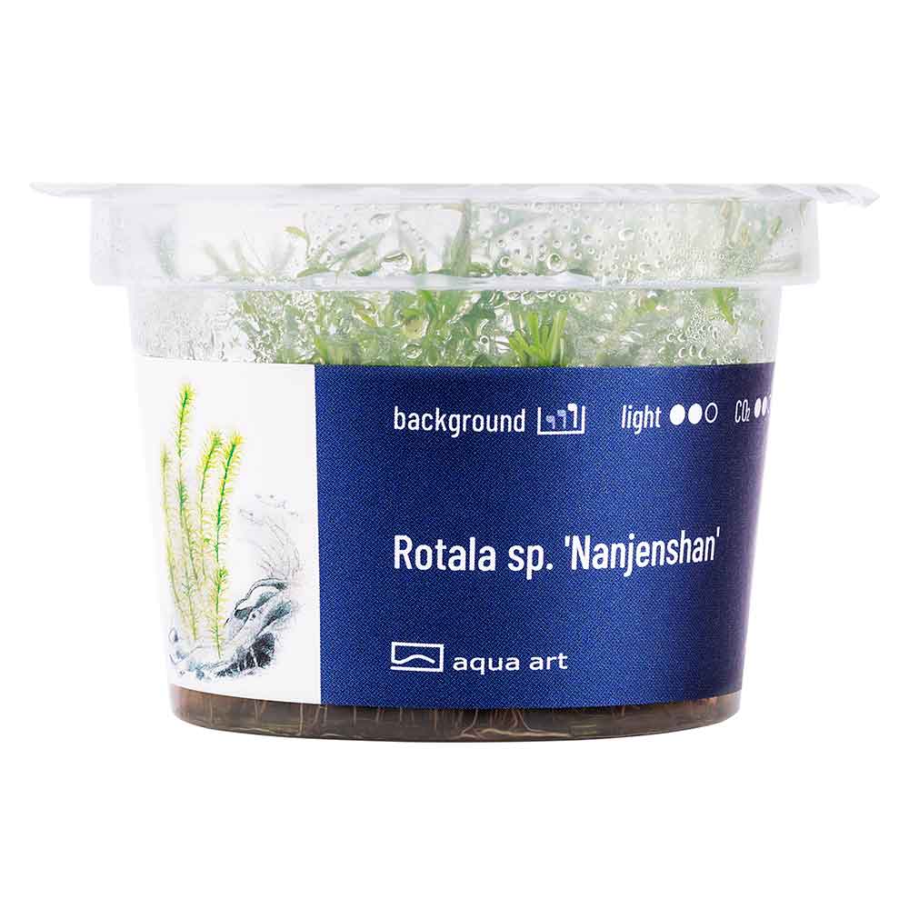 Aqua Art Rotala sp. "Nanjenshan" in Vitro Cup