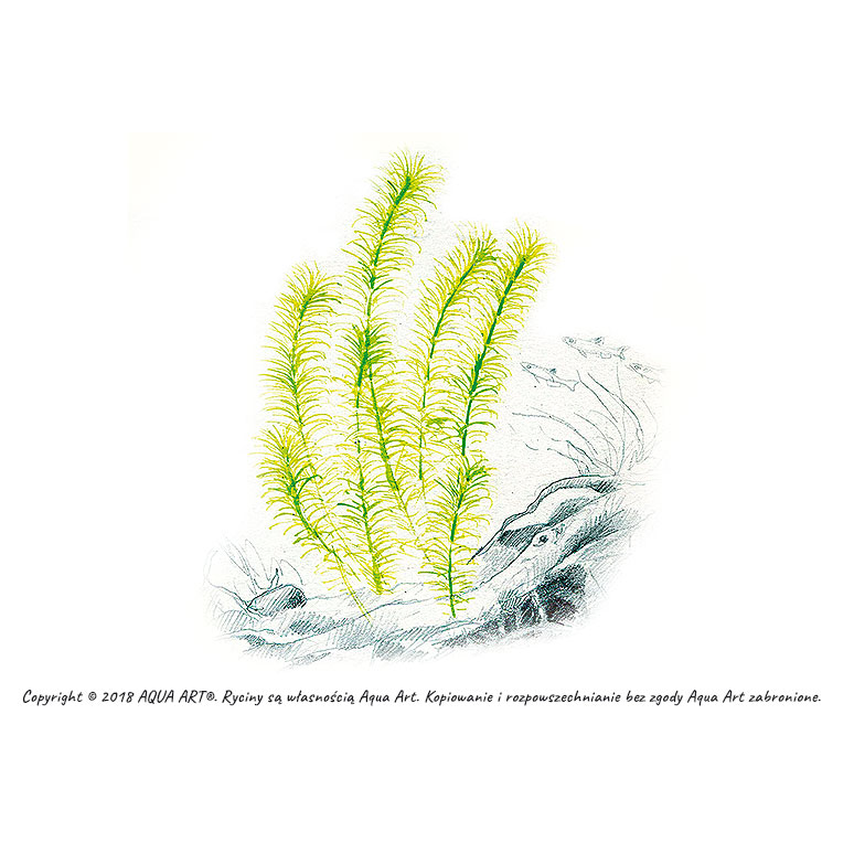 Aqua Art Rotala sp. "Nanjenshan" in Vitro Cup
