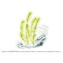 Aqua Art Rotala sp. "Nanjenshan" in Vitro Cup