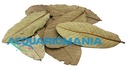 Ziss Aqua Guave Guava in Foglie 6-10cm circa 15pz