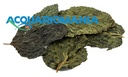 Ziss Aqua Mulberry Gelso in Foglie 6-10cm circa 10pz