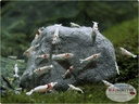 Mironekuton Pulver Integratore minerale per gamberetti 150gr