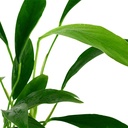 Tropica Anubias Angustifolia in vasetto