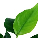 Tropica Anubias Barteri Nana in vasetto