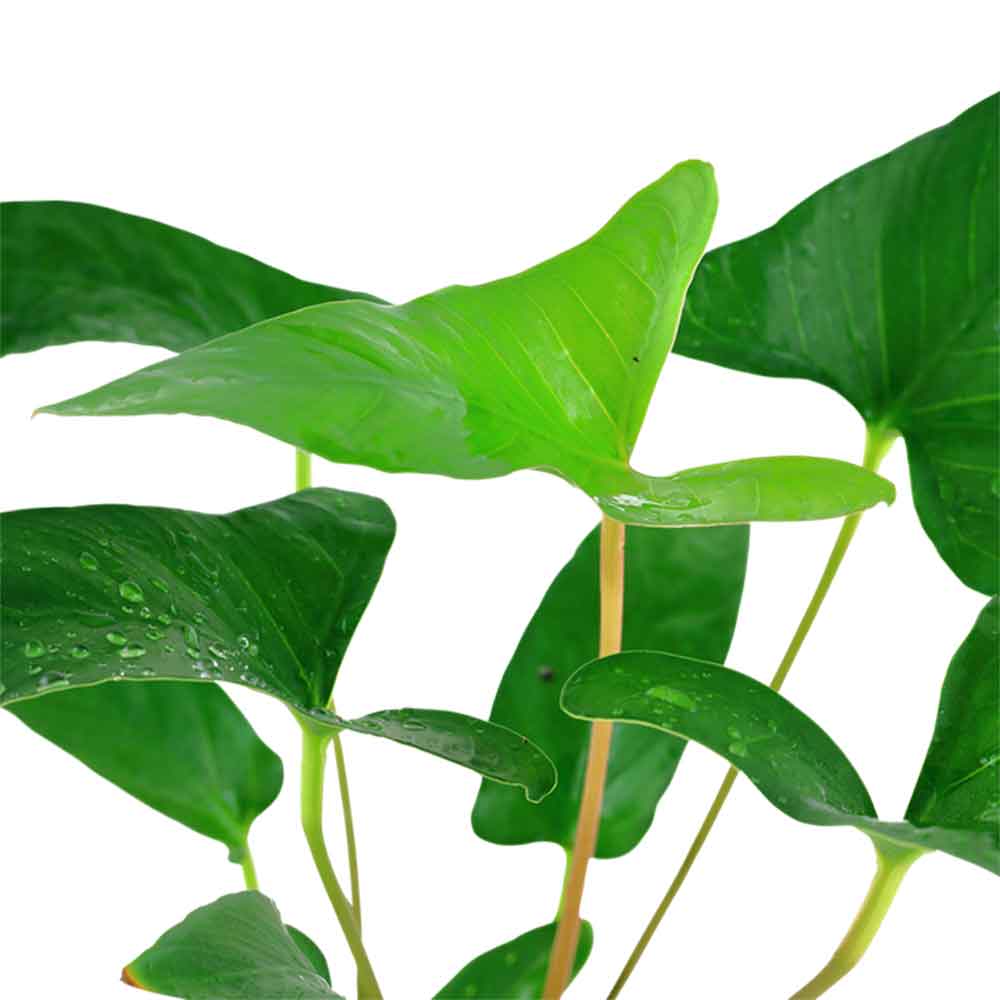 Tropica Anubias Gracilis in vasetto