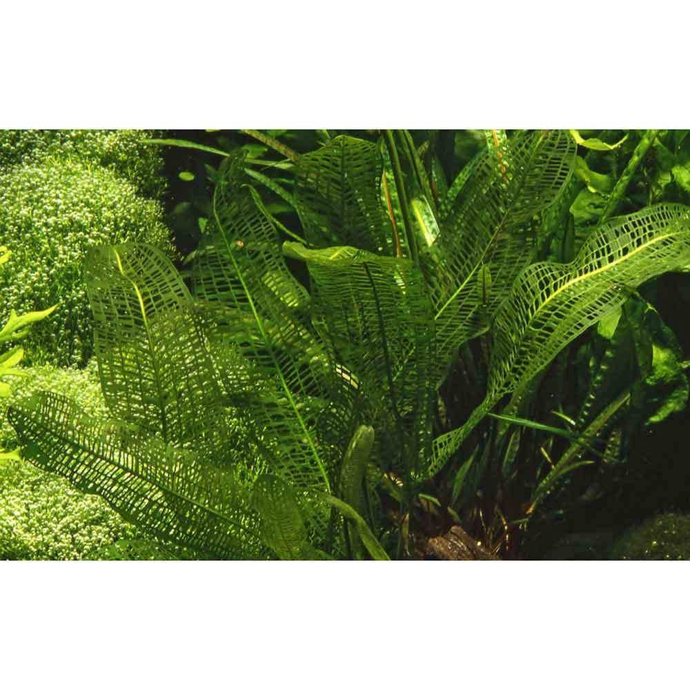 Tropica Aponogeton Madagascariensis a bulbo