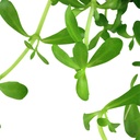 Tropica Bacopa Compact in vasetto