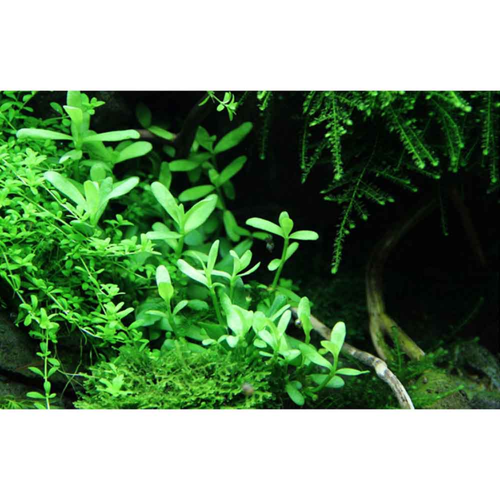 Tropica Bacopa Compact in vasetto