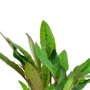 Tropica Cryptocoryne Beckettii "Petchii" in vasetto