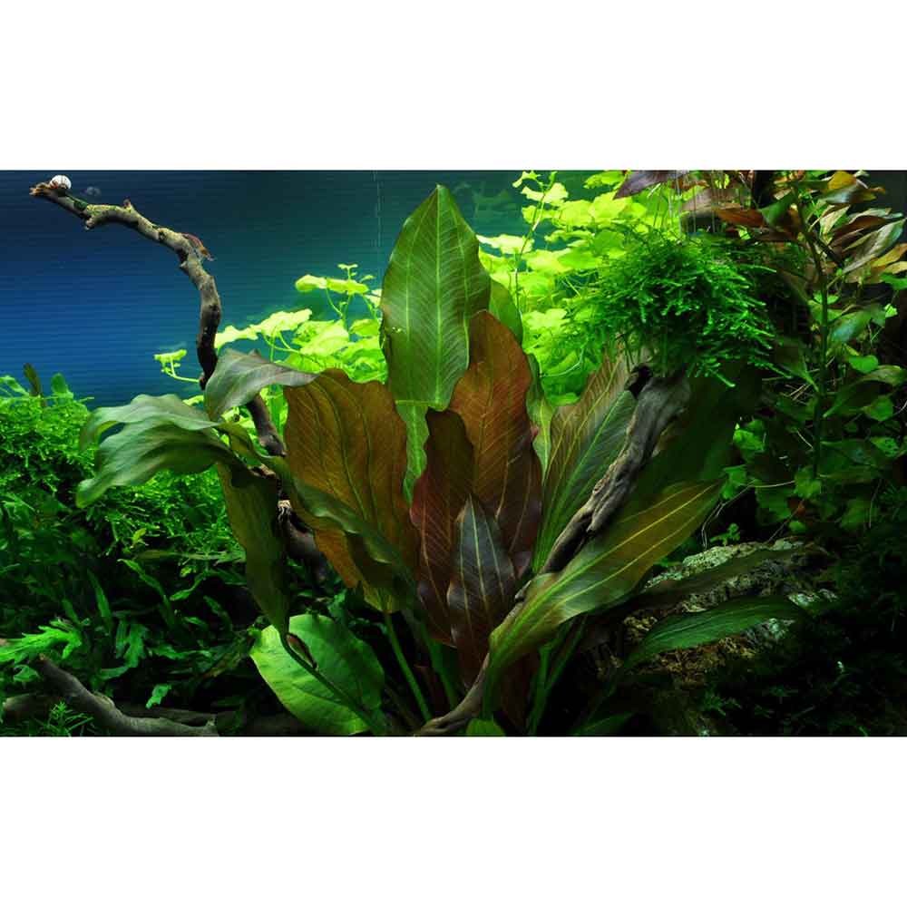 Tropica Echinodorus "Reni" in vasetto