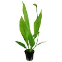 Tropica Echinodorus Bleheri "Paniculatus" in vasetto