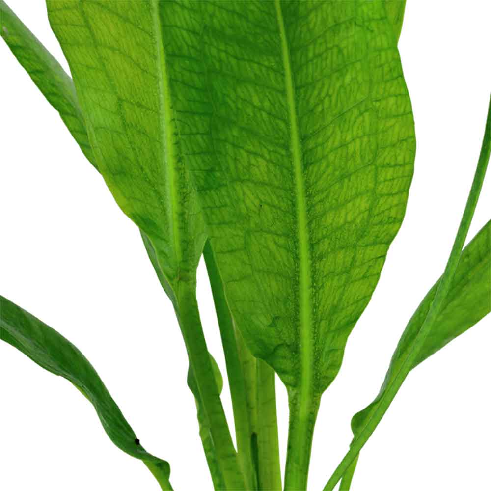 Tropica Echinodorus Bleheri "Paniculatus" in vasetto