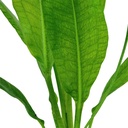 Tropica Echinodorus Bleheri "Paniculatus" in vasetto