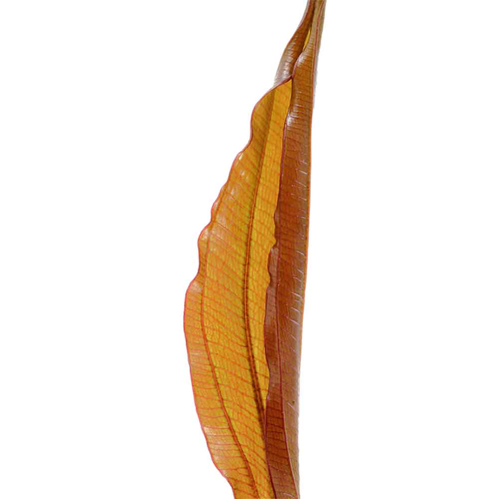 Tropica Echinodorus Red Diamond in vasetto