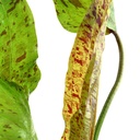 Tropica Echinodorus ’Ozelot’ green in vasetto