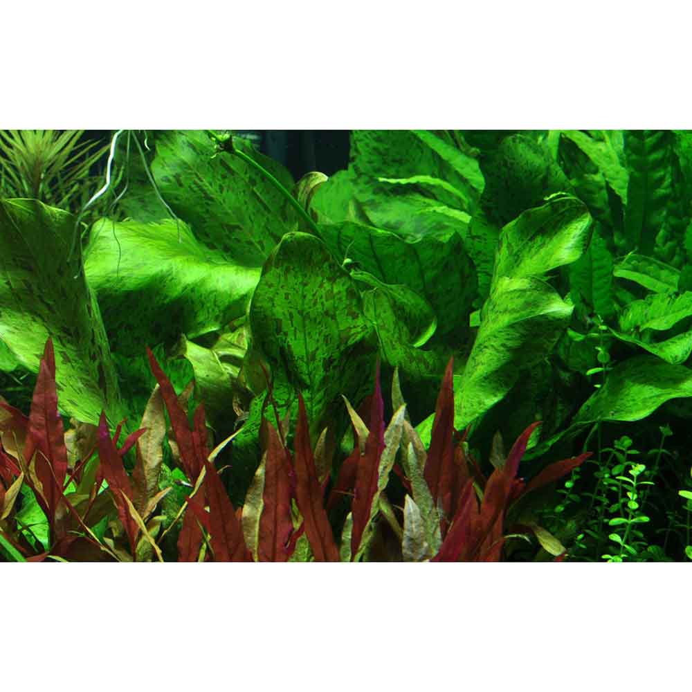 Tropica Echinodorus ’Ozelot’ green in vasetto
