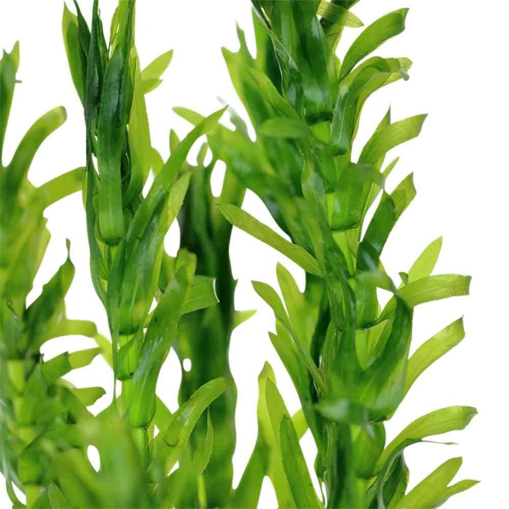 Tropica Egeria Densa in mazzetto