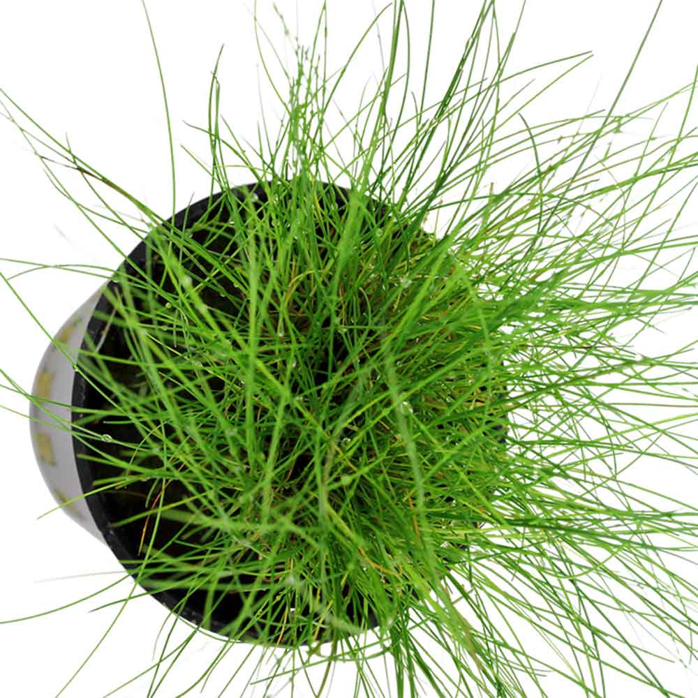 Tropica Eleocharis "Parvula" in vasetto