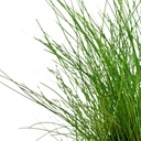 Tropica Eleocharis "Parvula" in vasetto