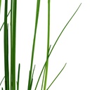Tropica Eleocharis Sp. in vasetto