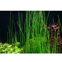 Tropica Eleocharis Sp. in vasetto