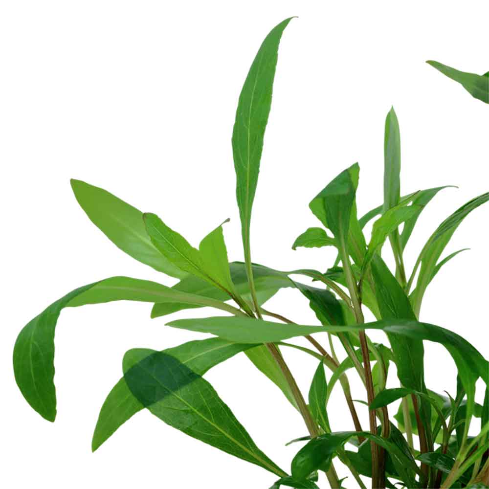 Tropica Hygrophila Corymbosa "Siamensis" in vasetto