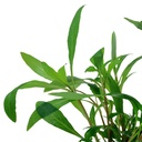 Tropica Hygrophila Corymbosa "Siamensis" in vasetto