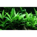 Tropica Hygrophila Corymbosa "Siamensis" in vasetto
