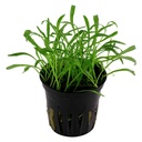 Tropica Lilaeopsis Brasiliensis in vasetto