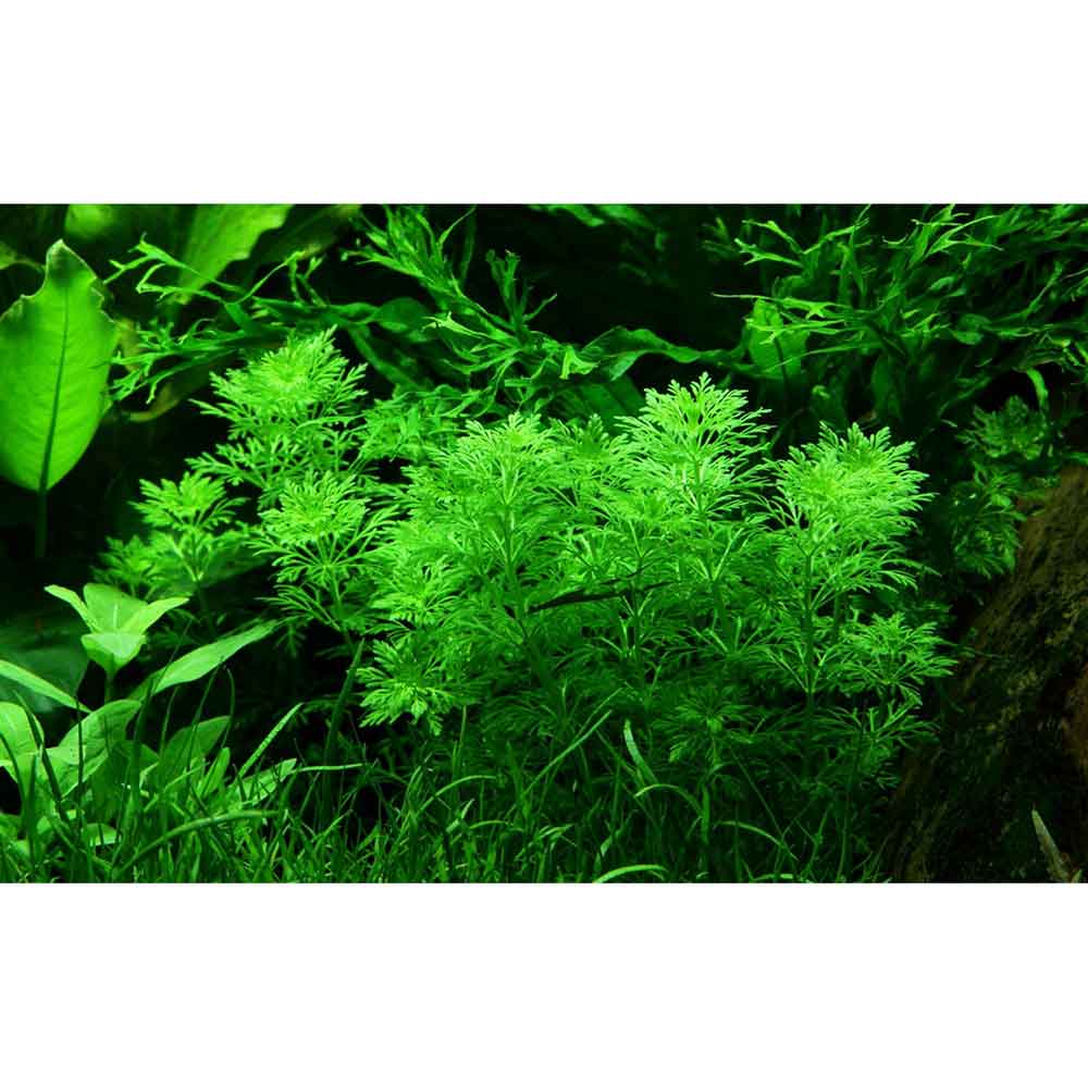 Tropica Limnophila Sessiliflora in vasetto