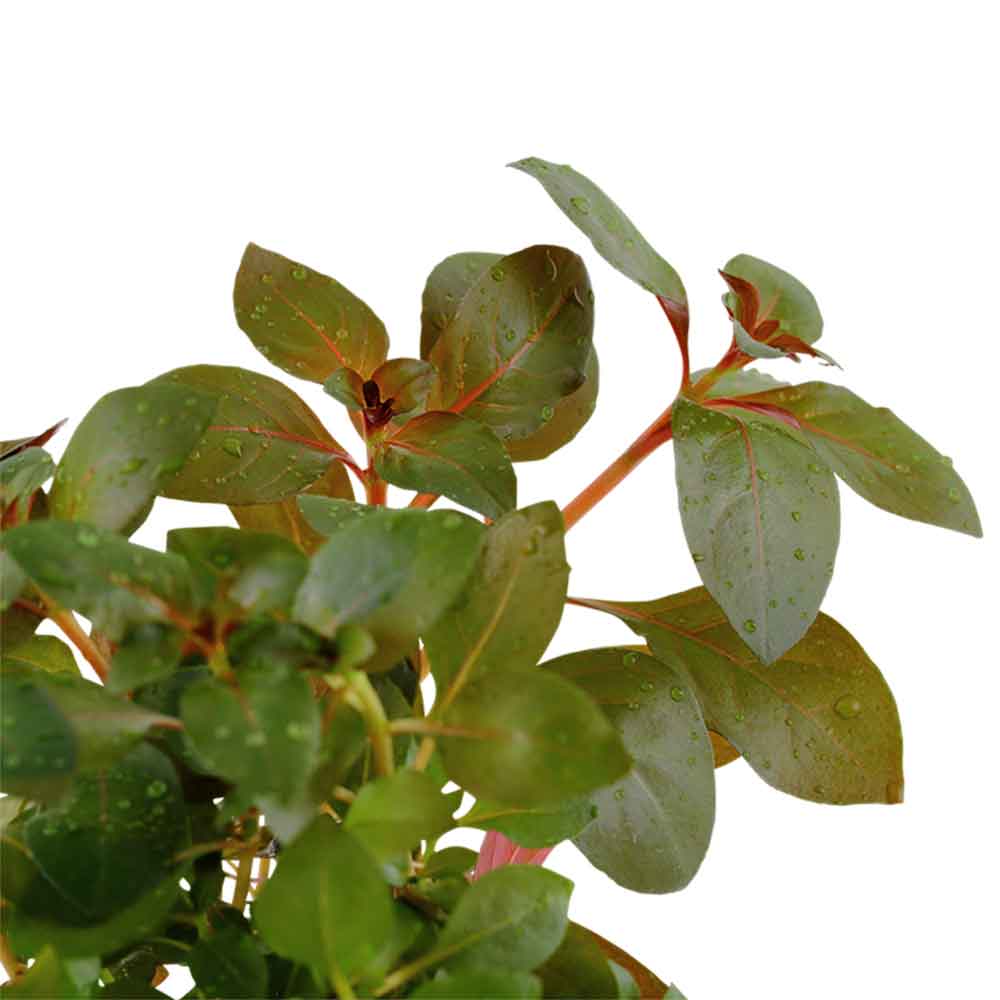 Tropica Ludwigia Repens "Rubin" in vasetto