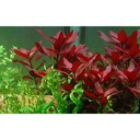 Tropica Ludwigia Repens "Rubin" in vasetto