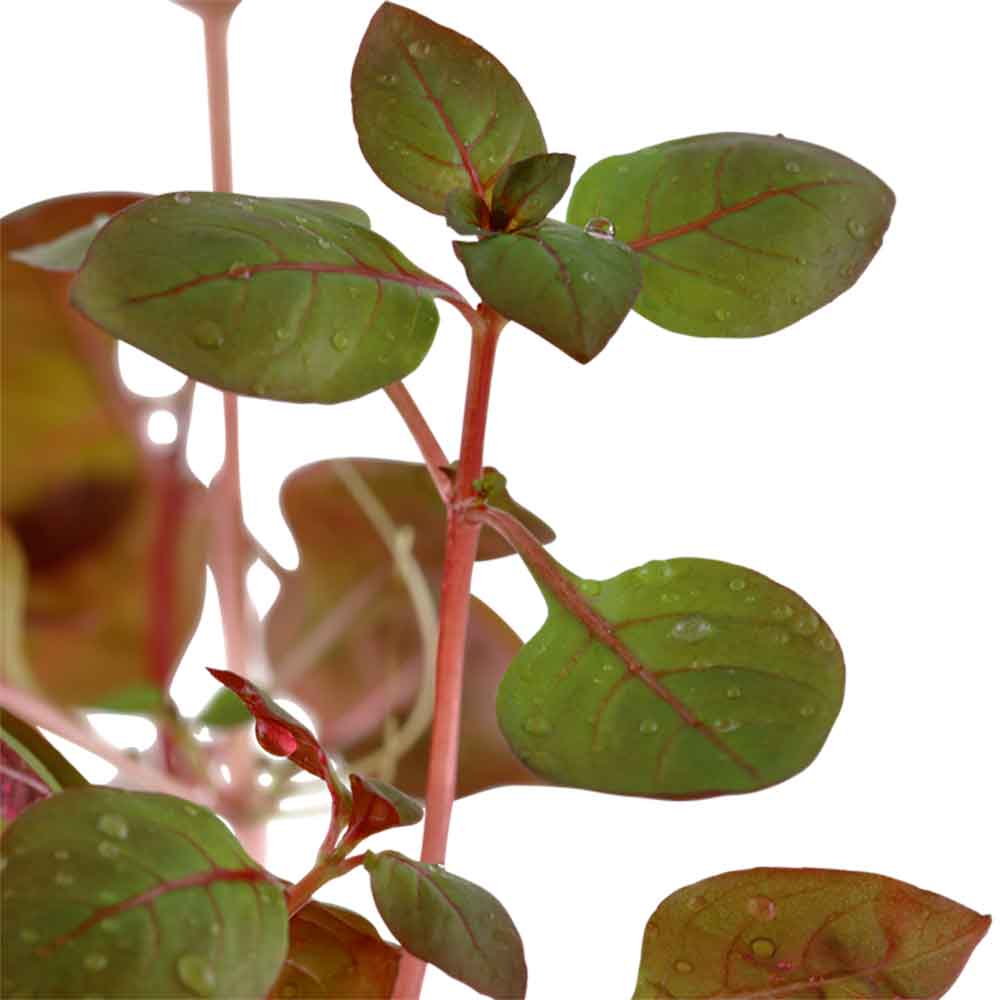 Tropica Ludwigia Sp. in vasetto