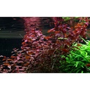 Tropica Ludwigia Sp. in vasetto