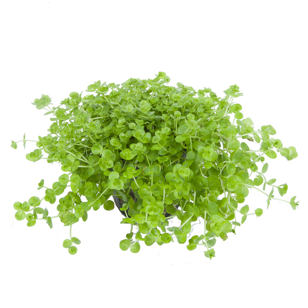Tropica Micranthemum Umbrosum in vasetto